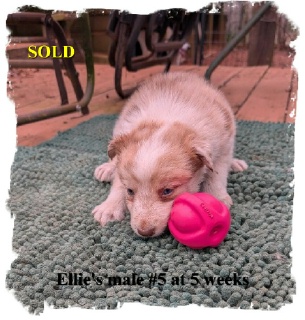 ABCA male Red Merle Boeder Collie out of working stock at 5 weeks
